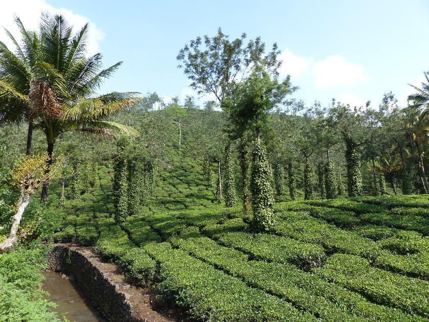 Voyage dans le jardin merveilleux des épices