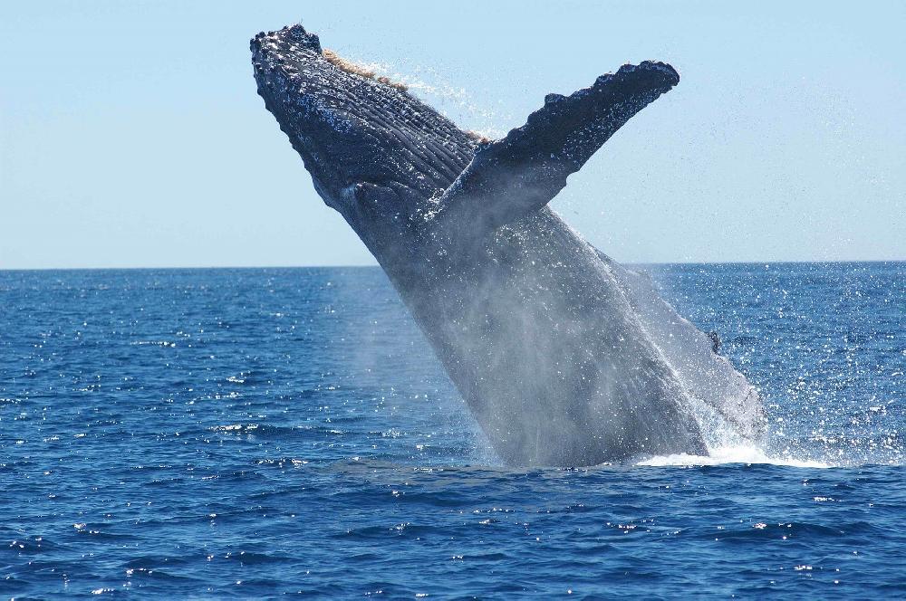 Animaux marins à Puerto Madryn