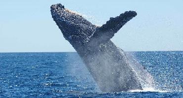 Animaux marins à Puerto Madryn