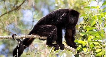 Visiter Sanctuaire des singes hurleurs