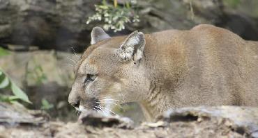 Visiter Zoo de Belize City