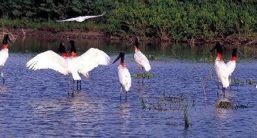 Visiter Fazendas do Pantanal