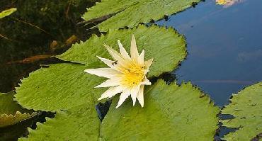 Visiter Marimbus « mini pantanal », Rio Roncador