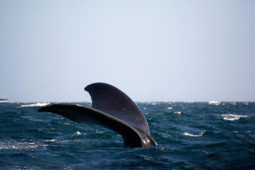 ©Unsplash -  Domie Sharpin