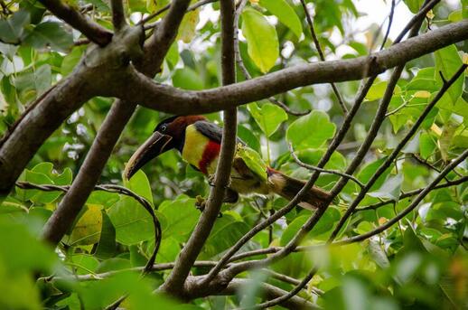 © Unsplash - Nadine Marfurt Parc aux oiseaux