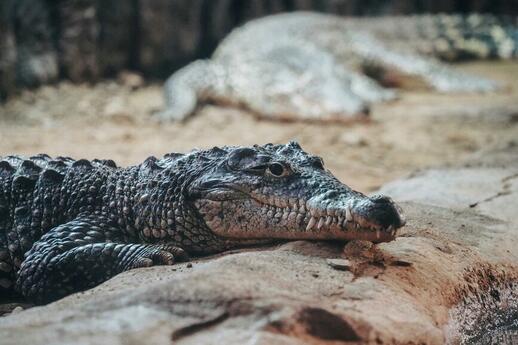 © Unsplash - Chris Lawton Ferme aux crocodiles