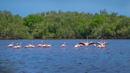 © Shutterstock - Slepoy Réserve Cienaga de Zapata