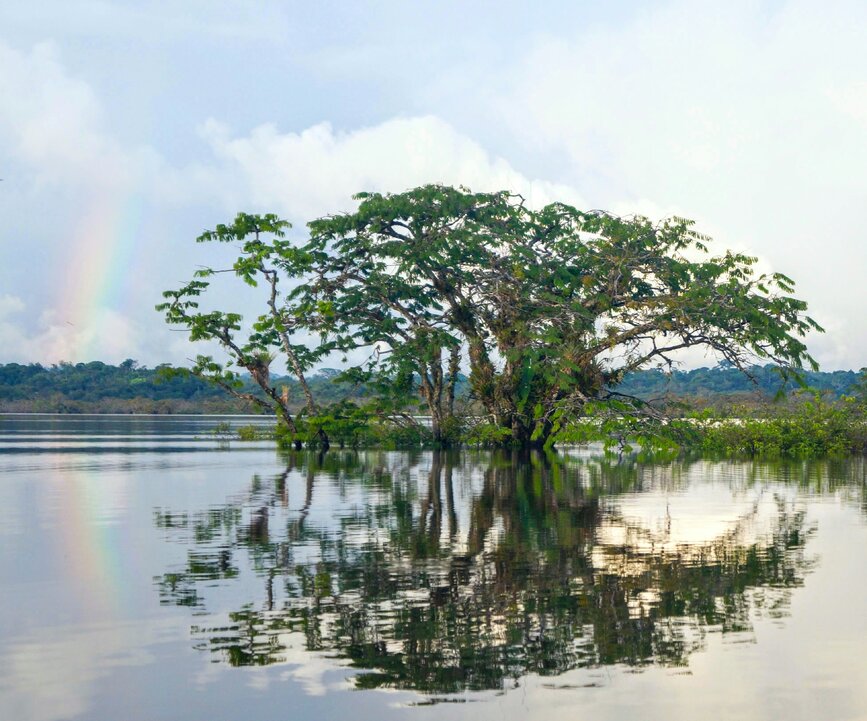 © Unsplash- Masha Buschujewa Amazonie