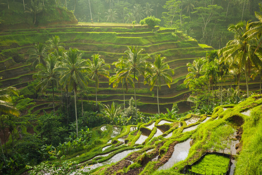 © Istock - ErmakovaElena Voyage sur-mesure à Bali