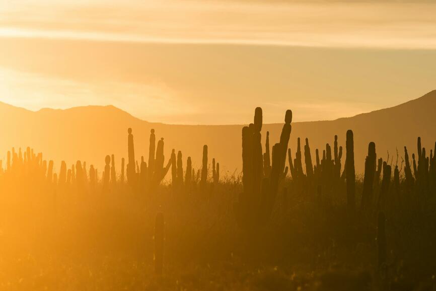 ©Unsplash - Marcus Woodbridge