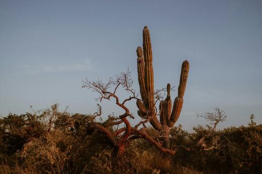 © Unsplash - Josh Withers Sanctuaire des cactus