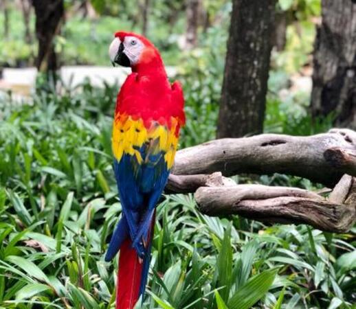 © Unsplash - Geovanni Herrera Ecolodge Las Guacamayas