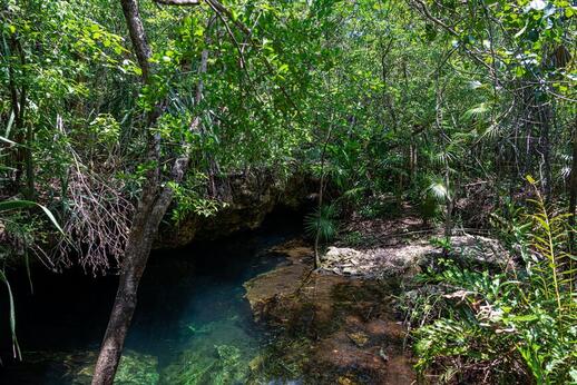 © Shutterstock - Mardoz Cenotes de Chemuyil