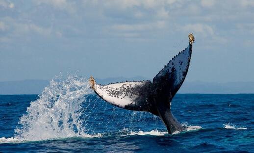 © Shutterstock - GUDKOV ANDREY Observation des baleines grises dans la baie de Magdalena