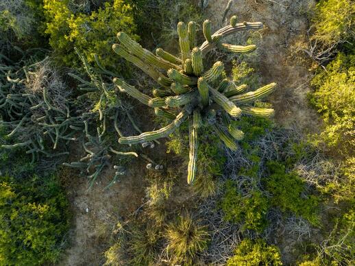 © Unsplash -  Josh Withers Parc National du désert central de Basse Californie