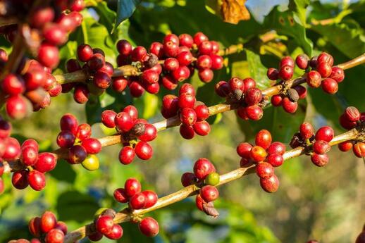 © Shutterstock - pixy_nook Tapachula : la route du café