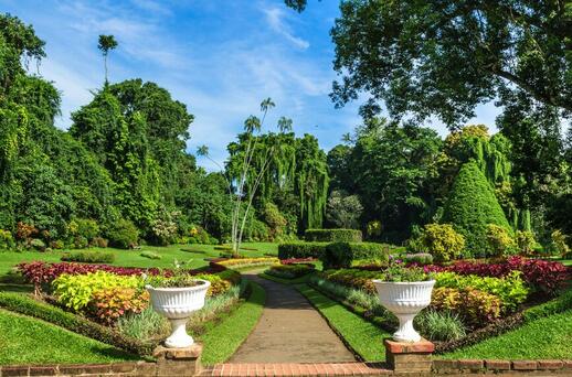 © Shutterstock - M.L.Nuwan Jardin botanique Peradeniya