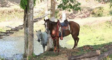 Visiter Randonnée à cheval