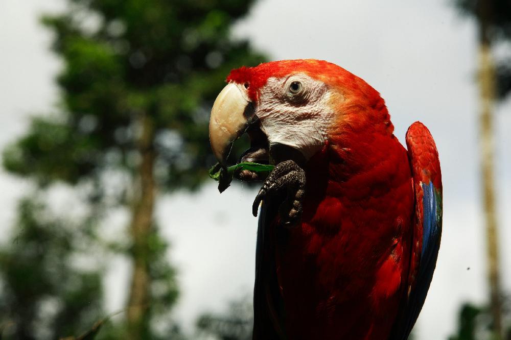 L'Amazonie en Lodge