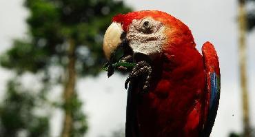 L'Amazonie en Lodge