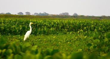 Visiter Marais Cienaga de Pijiño