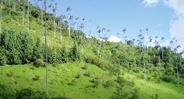 Visiter Vallée de Cocora