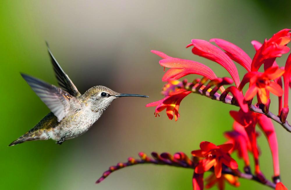 Du Costa Rica au Panama