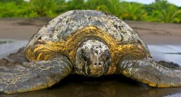 Visiter Observation nocturne des tortues (4h)