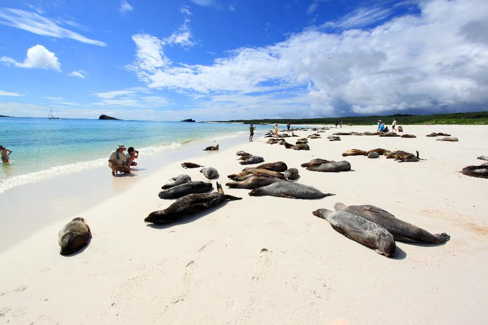 Croisière aux Galapagos