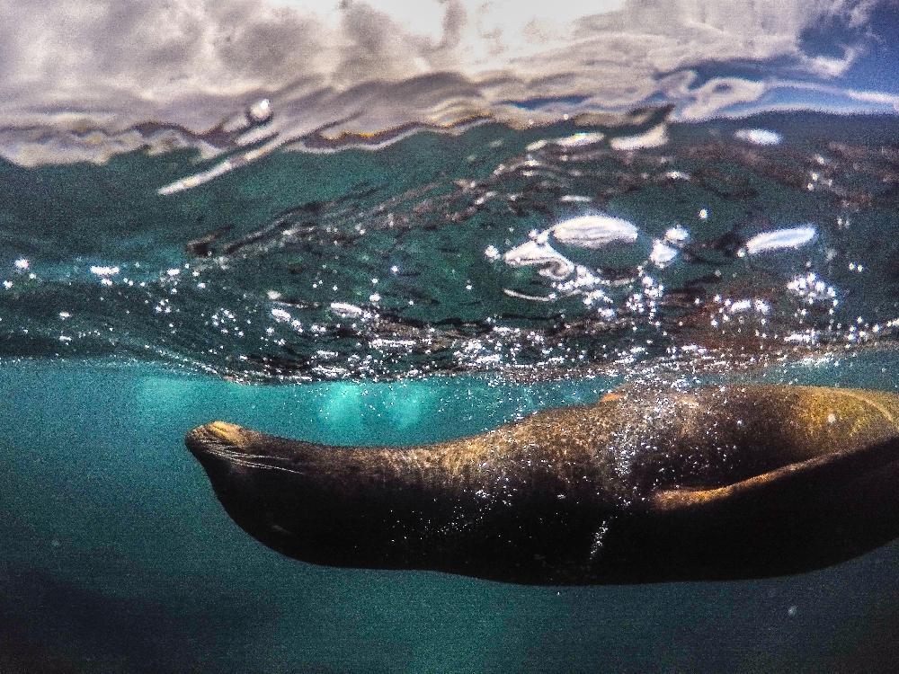 D'île en île aux Galapagos