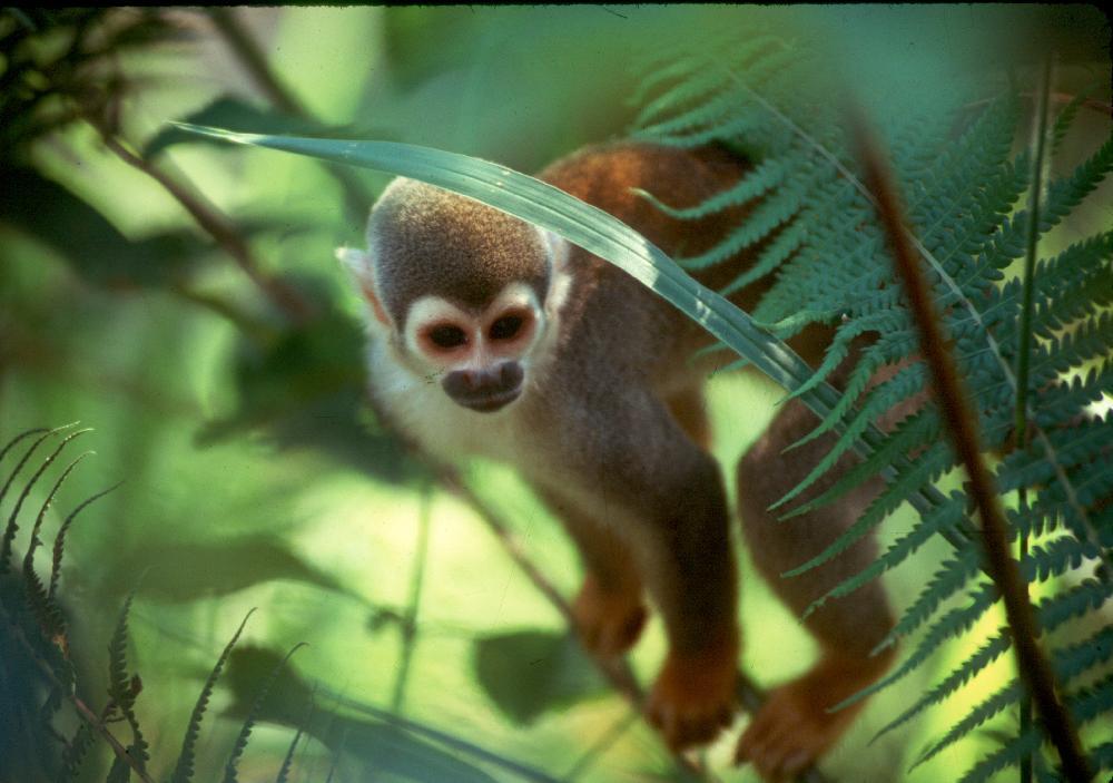 De l'Amazonie aux Galapagos