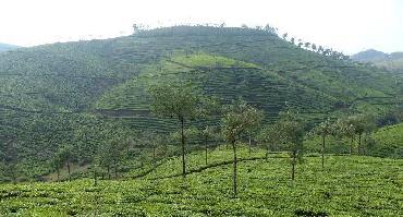 Visiter Munnar