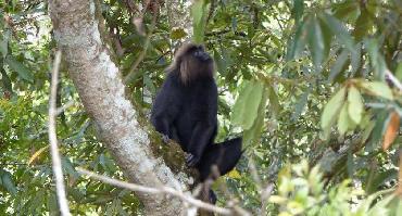 Visiter Parc national Kanha