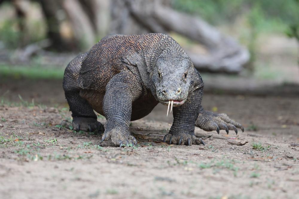 Iles Flores & Komodo