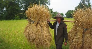 Visiter Randonnée dans les montagnes : rizières et villages khmu (2 jours / 1 nuit)