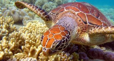 Visiter Akumal : tortues et fonds marins