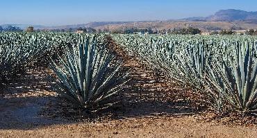 Visiter La Tequila de Penjamo