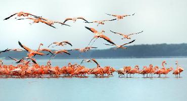 Visiter Les flamants roses de Celestun