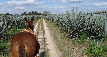 Visiter Les haciendas du Yucatan : l’or vert du Yucatan