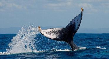 Visiter Observation des baleines grises dans la baie de Magdalena (janvier – mars)