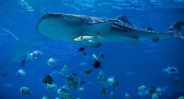 Visiter Observation et baignade avec les requins baleines (juin à septembre)