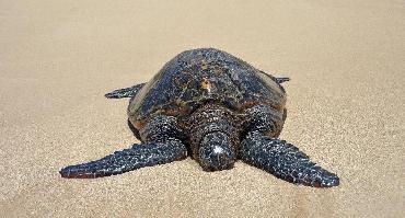 Visiter Plage de Mazunte