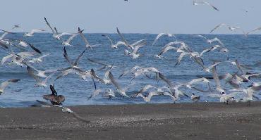 Visiter Plage de Tecolutla