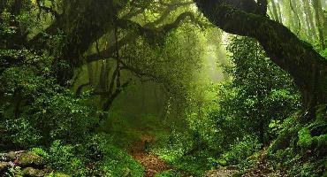 Visiter Réserve naturelle du volcan Mombacho