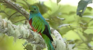 Visiter Trek : sentier des quetzales