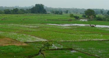 Visiter Ferme agricole de Kuda Oya