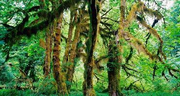 Visiter Forêt de Sinharaja (UNESCO)