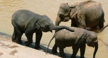 Visiter Safari dans le parc d’Udawalawe