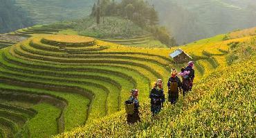 Visiter Rizières de Mu Cang Chai