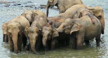 Visiter Camp d'éléphants